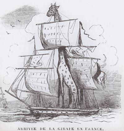 La girafe nubienne de Paris…!