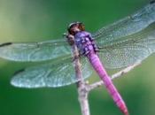 LIBELLULE -animal totem