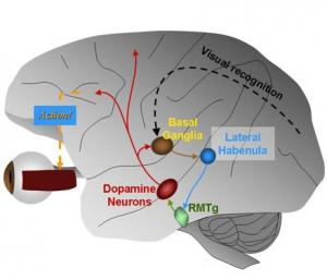 ALCOOL: La zone du cerveau qui nous dit «plus jamais» – PLoS ONE