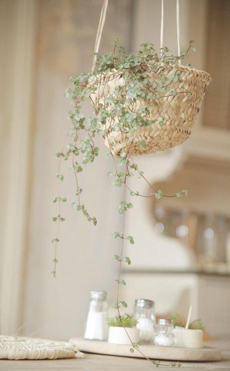 Déco - Panier avec plante