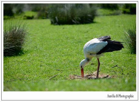 Une journée photo au Parc de Sainte Croix