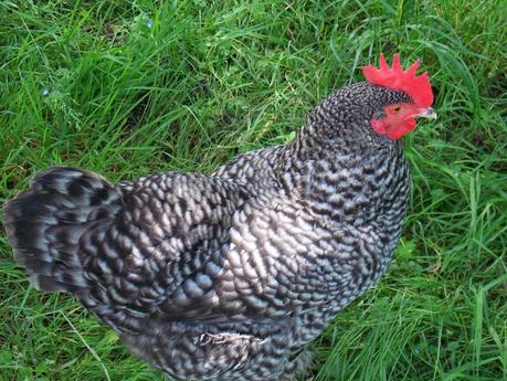 Une petite promenade au jardin
