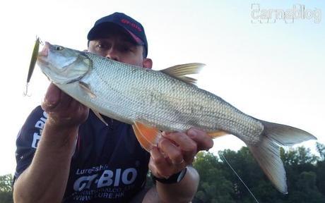 Asp(e)iration de leurres - II 01-07-2014 (5)