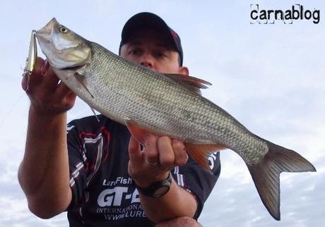 Asp(e)iration de leurres - II 01-07-2014 (1)