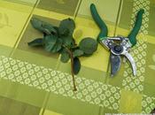 Bouturer l'arbre perruques