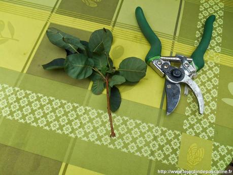 Bouturer l'arbre à perruques