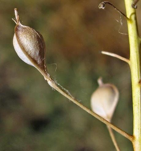 Caméline des moissons