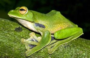 367 nouvelles espèces découvertes en 2012-2013