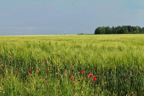 Suivre le balisage rouge...