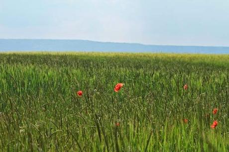 Suivre le balisage rouge...