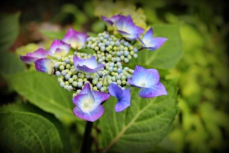Hydrangéas...