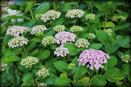 Hydrangéas...