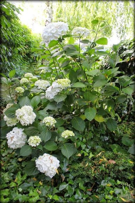 Hydrangéas...