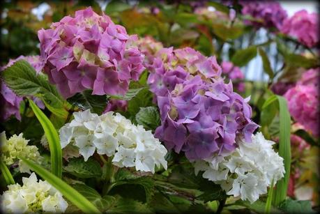Hydrangéas...