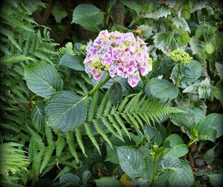 Hydrangéas...