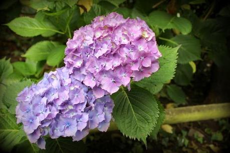 Hydrangéas...