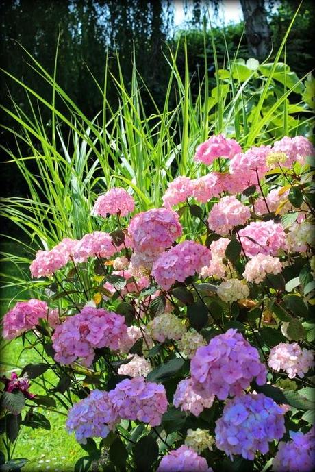 Hydrangéas...