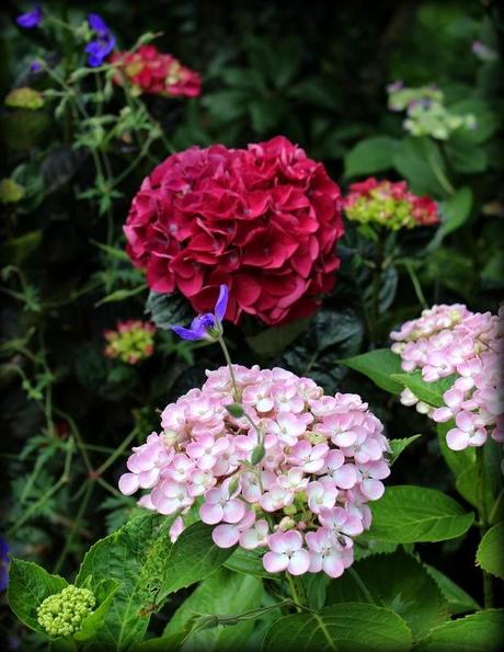 Hydrangéas...