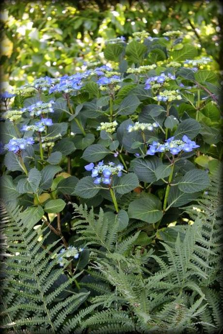 Hydrangéas...