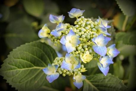 Hydrangéas...