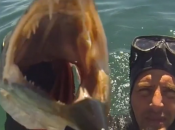 Video Spearfishing pirate Cannes