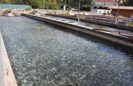 Découverte de la Pisciculture du Real à Pignans