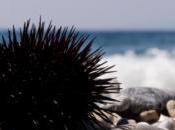 Comment traiter piqûre épines d’oursin