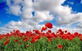 image champ coquelicots