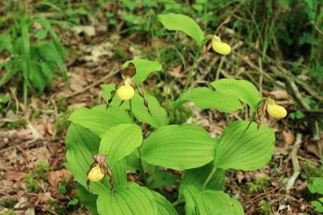 Sabot de Vénus (Cypripedium calceolus)