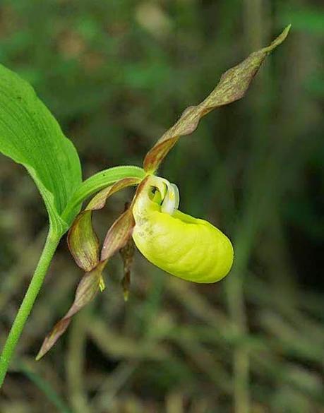 Sabot de Vénus (Cypripedium calceolus)