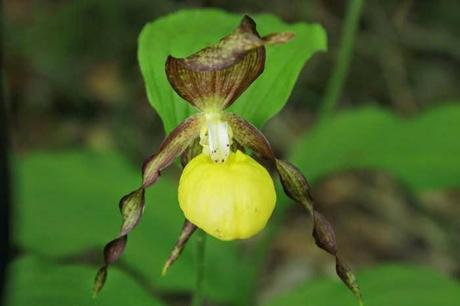 Sabot de Vénus (Cypripedium calceolus)