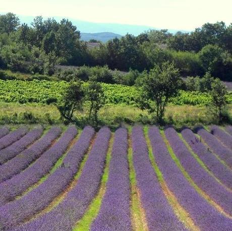 Douce Provence