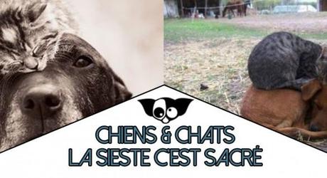 Chiens et chats dorment n’importe ou !