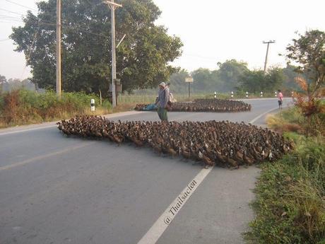 Thaïlande les canards manifestent [HD]