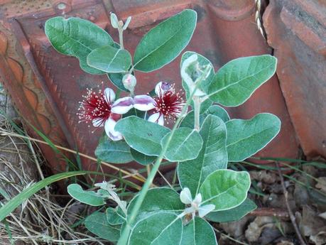 Mon Feijoa est en fleurs