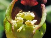 Étonnante petite fleur Scrophulaire