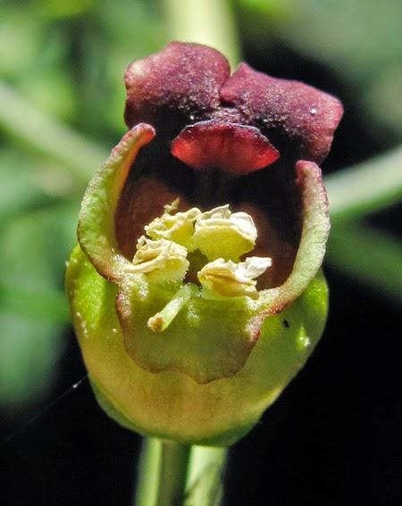 Étonnante petite fleur de Scrophulaire