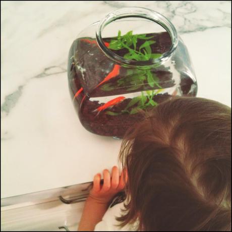 Croquette le poisson