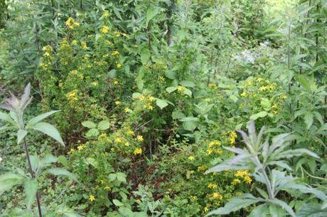 1 millepertuis romi 27 juin 2011 023.jpg