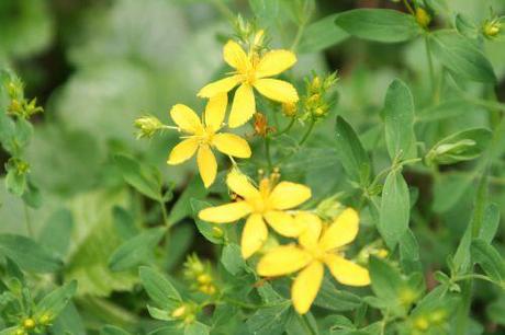 5 millepertuis romi 9 août 103.jpg