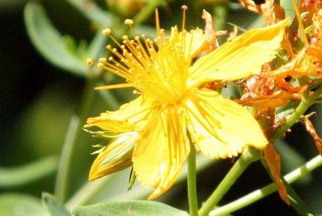 8 millepertuis fl romi 7 juil  2010 015.jpg