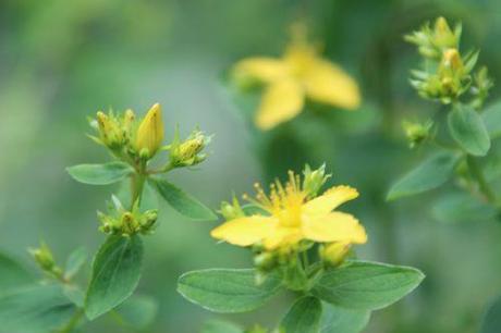 4 hypercum perf romi 1 juil 2014 103 (3).jpg