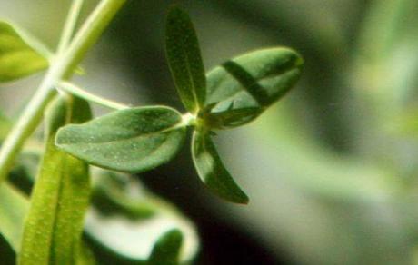 millepertuis fe romi 7 juil  2010 015.jpg