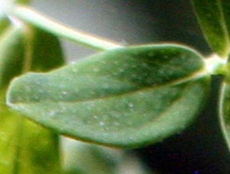 millepertuis feuille romi 7 juil  2010 015.jpg