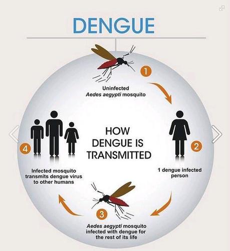 INFO/VOYAGE  Symptômes et remèdes contre la Dengue