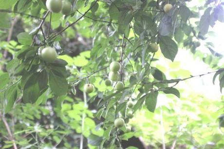 6 veneux 6 juil 2014 003.jpg