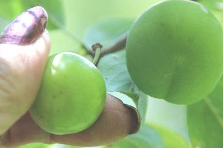 4 prunus salicina romi 18 juin 2014 008 (1).jpg