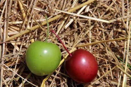 3 prunus cera romi 18 juin 2014 010.jpg