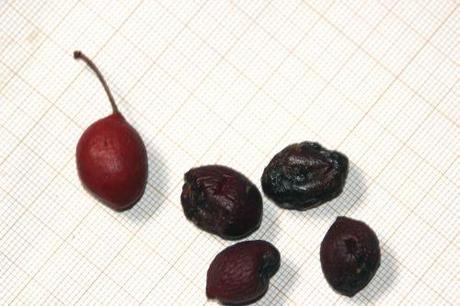 1 prunus cera 22 mai 2014 001.jpg