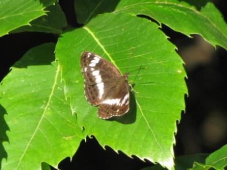 insectes, papillons, 